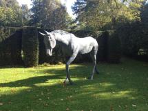 Image 1Horse